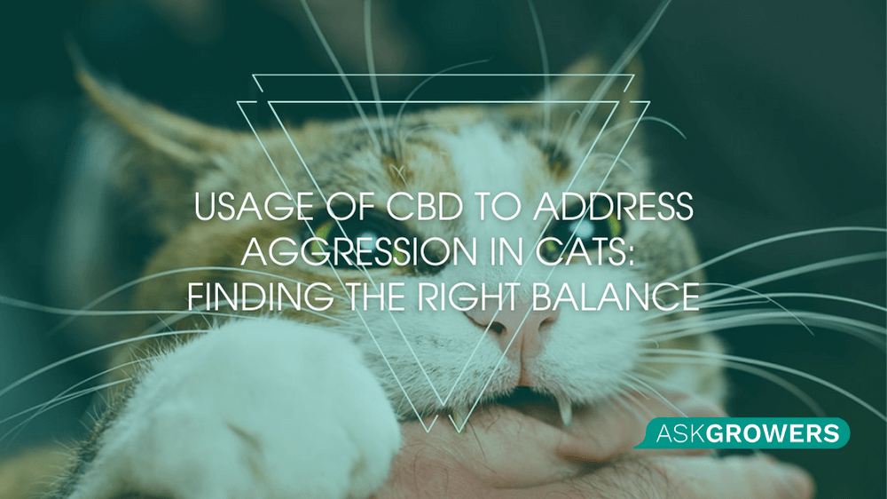 Usage of CBD to Address Aggression in Cats: Finding the Right Balance